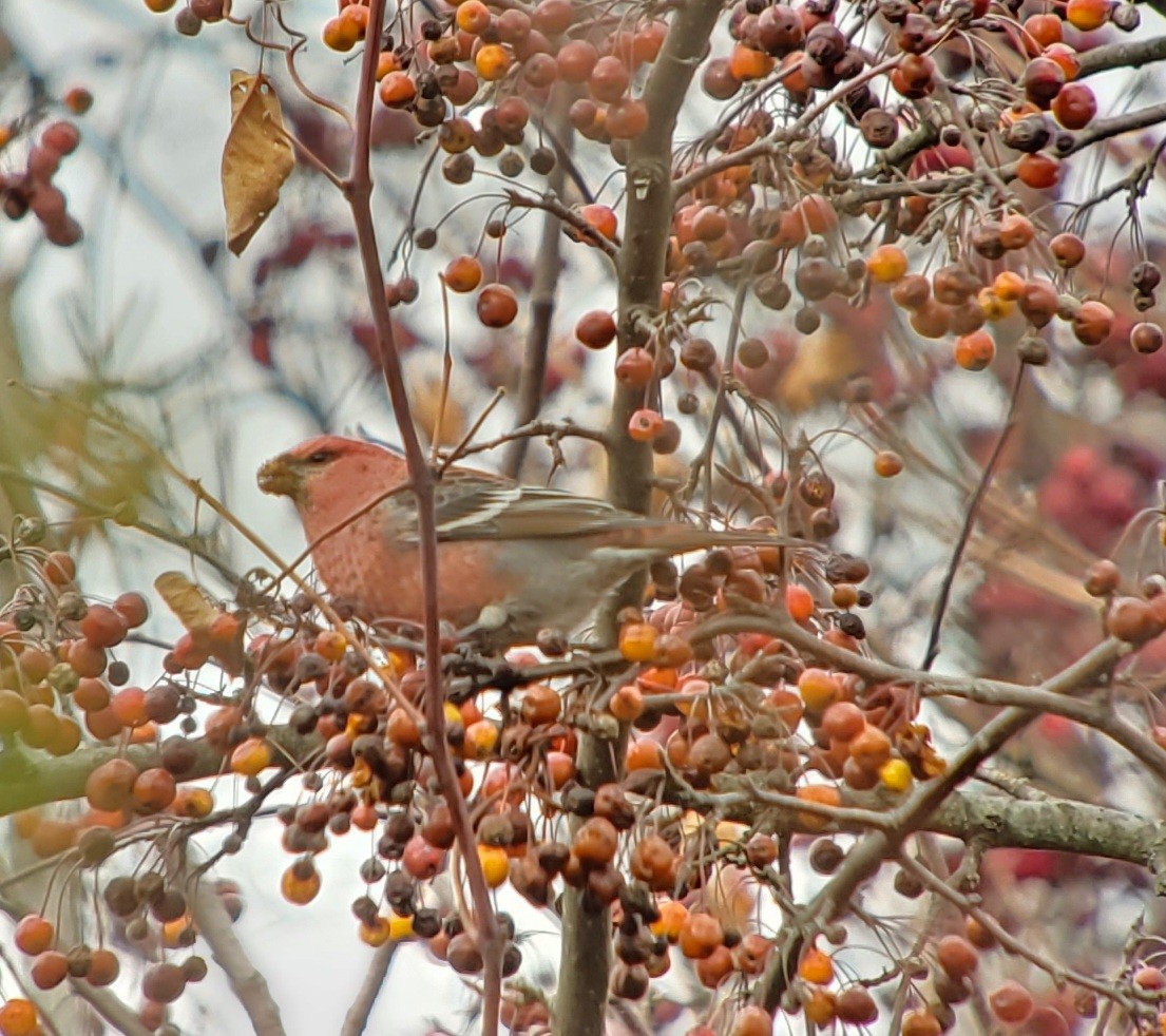 Pine Grosbeak - ML645736116