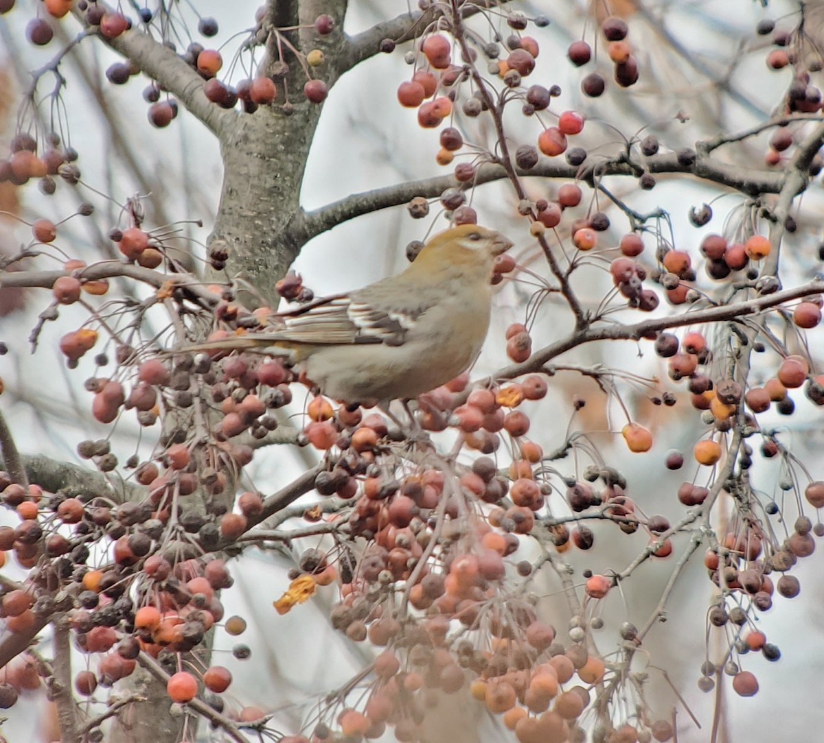Pine Grosbeak - ML645736117