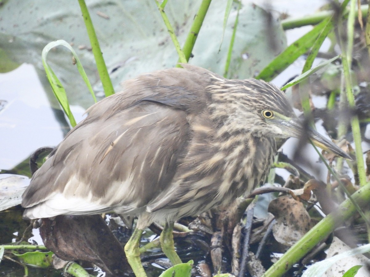 Indian Pond-Heron - ML645736119