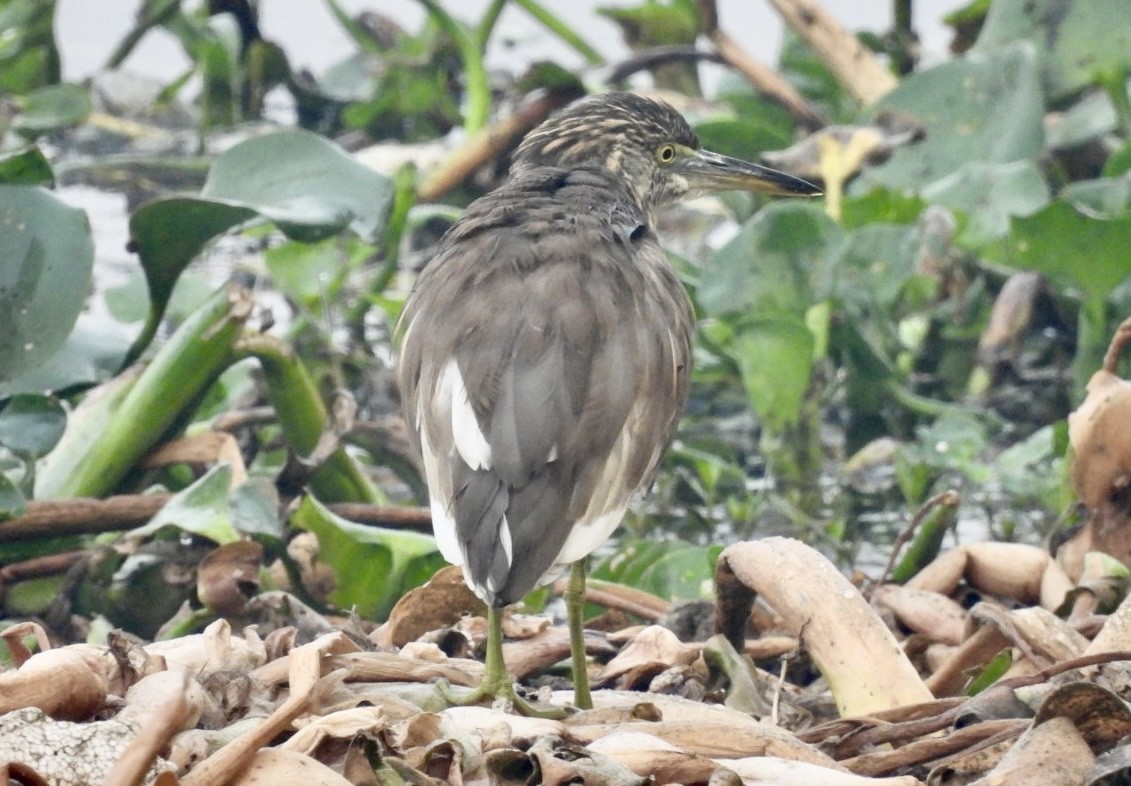 Indian Pond-Heron - ML645736121