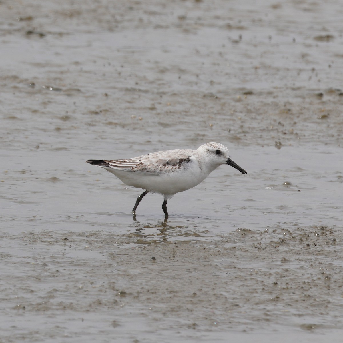 Песчанка - ML645736130