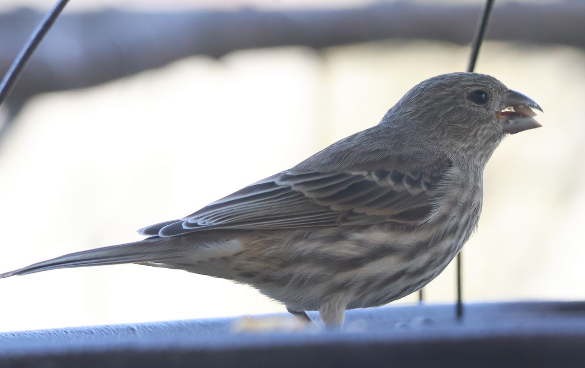 House Finch - ML645736131