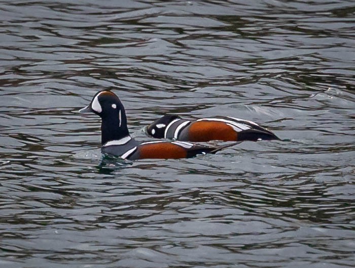 Harlequin Duck - ML645736132