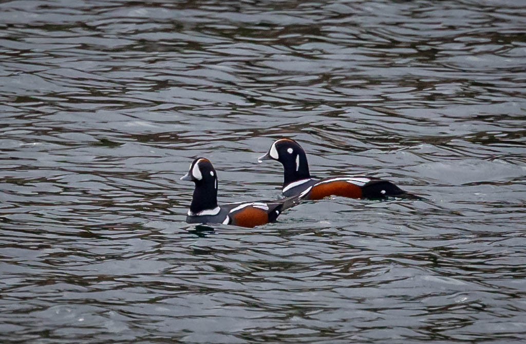 Harlequin Duck - ML645736133