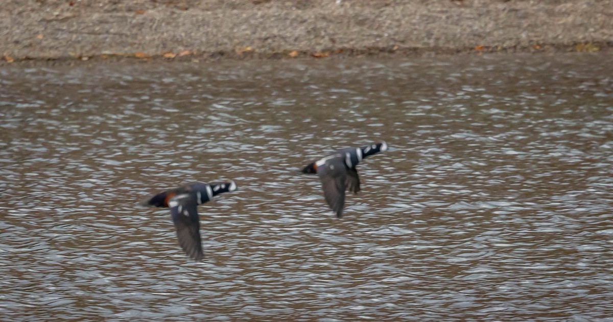 Harlequin Duck - ML645736134