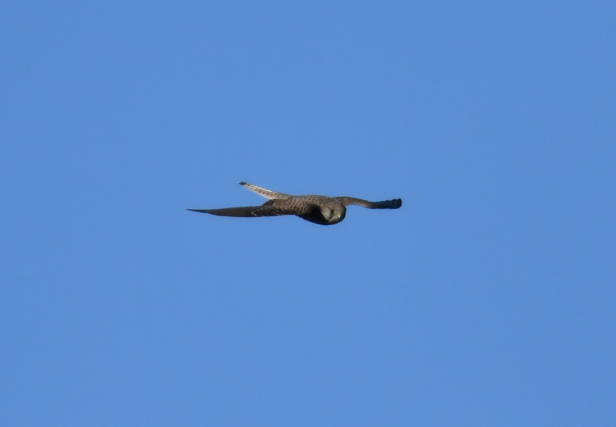 Lesser Kestrel - ML645736135