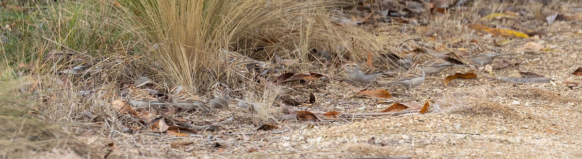 Chipping Sparrow - ML645736137