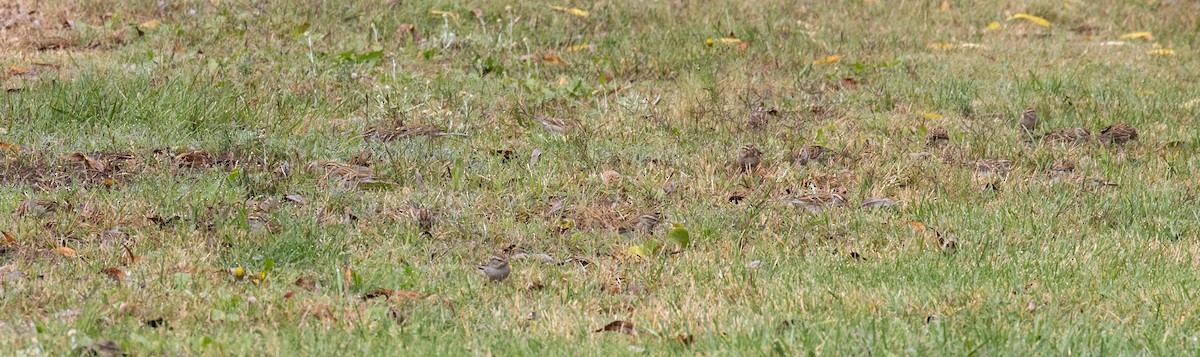Chipping Sparrow - ML645736138