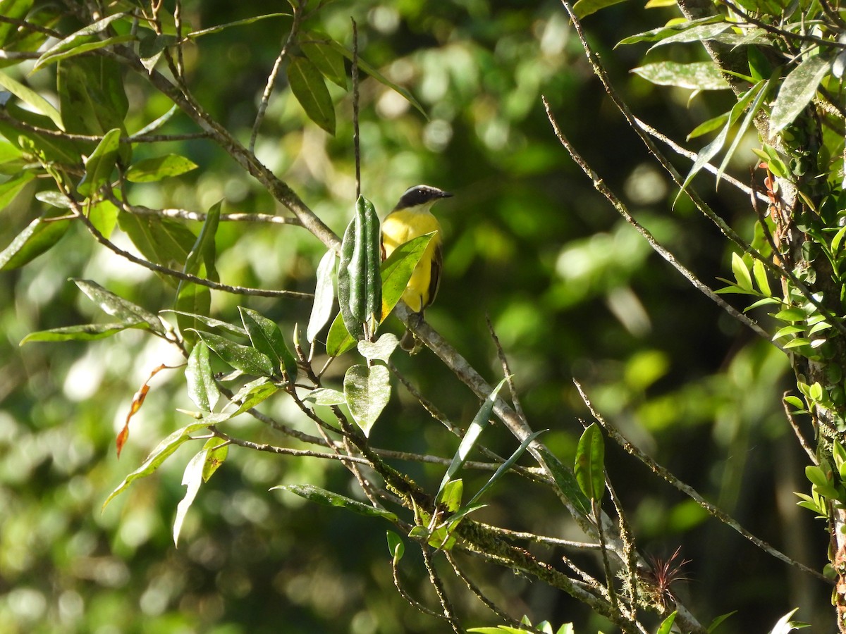 Sosyal Tiran - ML645736141