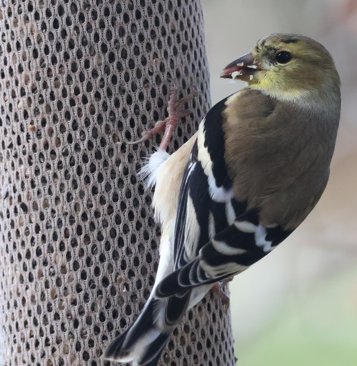 American Goldfinch - ML645736146