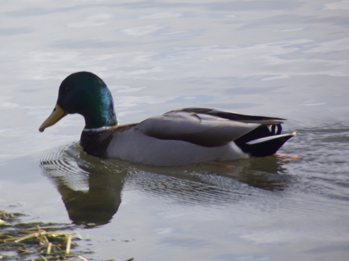 マガモ - ML645736150