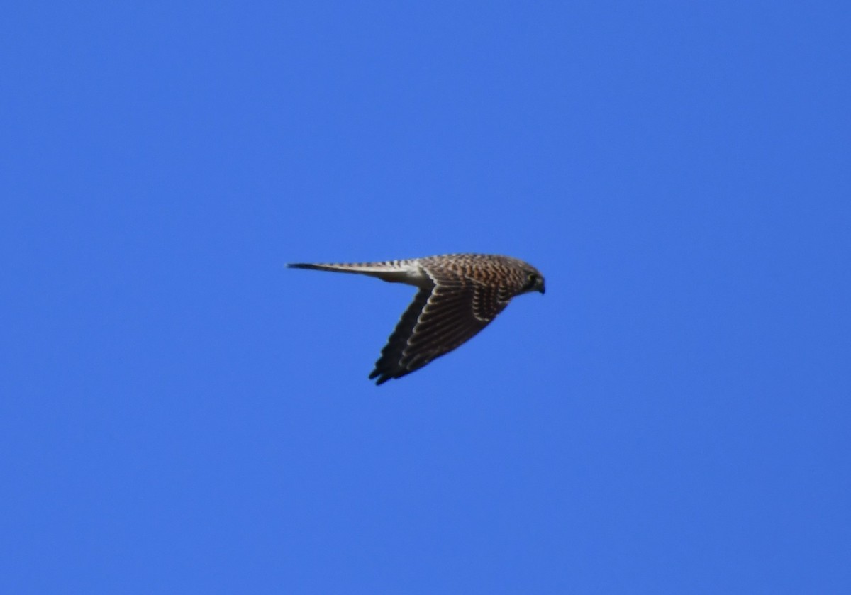 Lesser Kestrel - ML645736151
