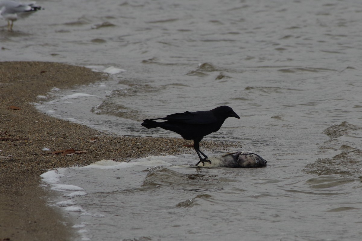 American Crow - ML645736152