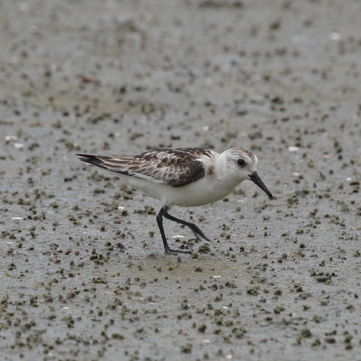 Песчанка - ML645736153