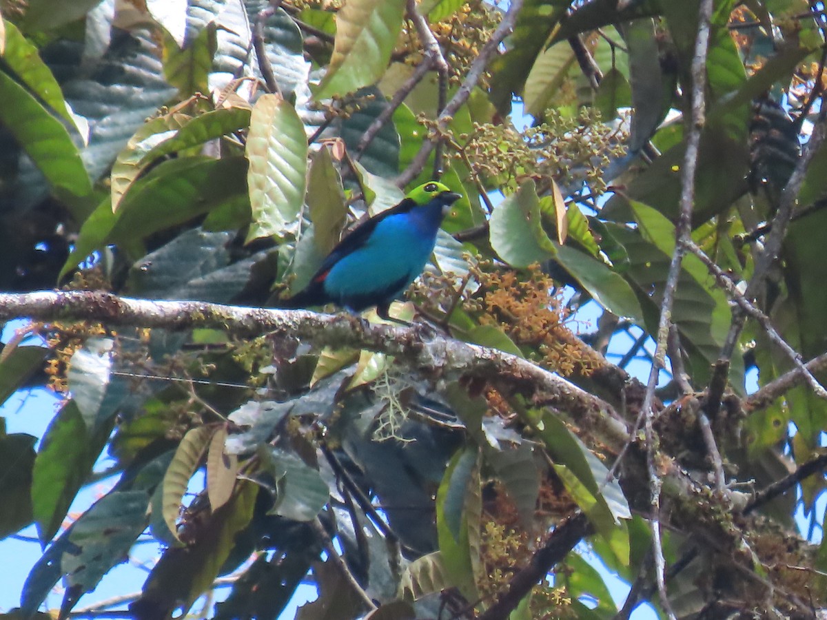 Siebenfarbentangare - ML645736167