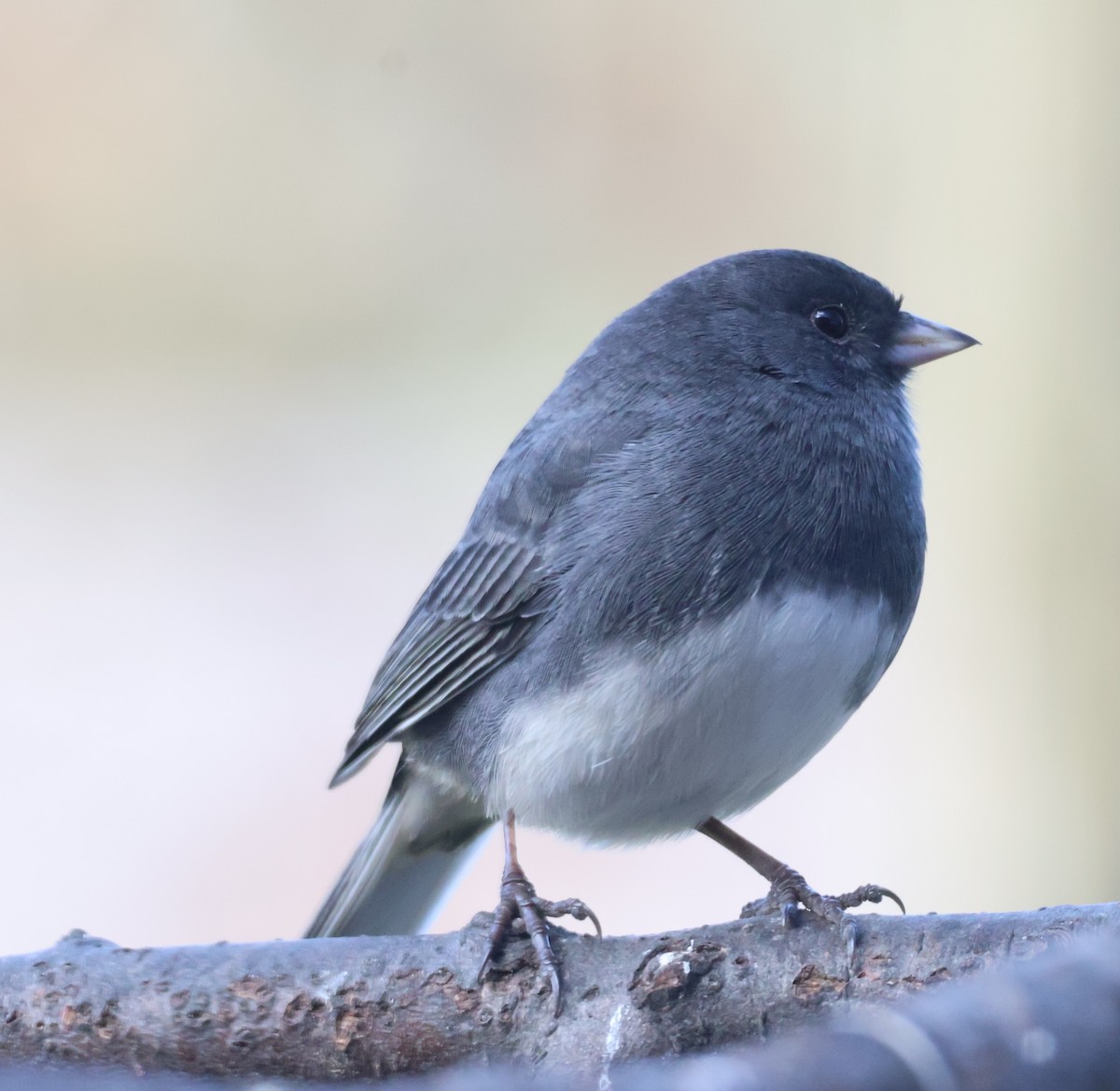 Dark-eyed Junco - ML645736168