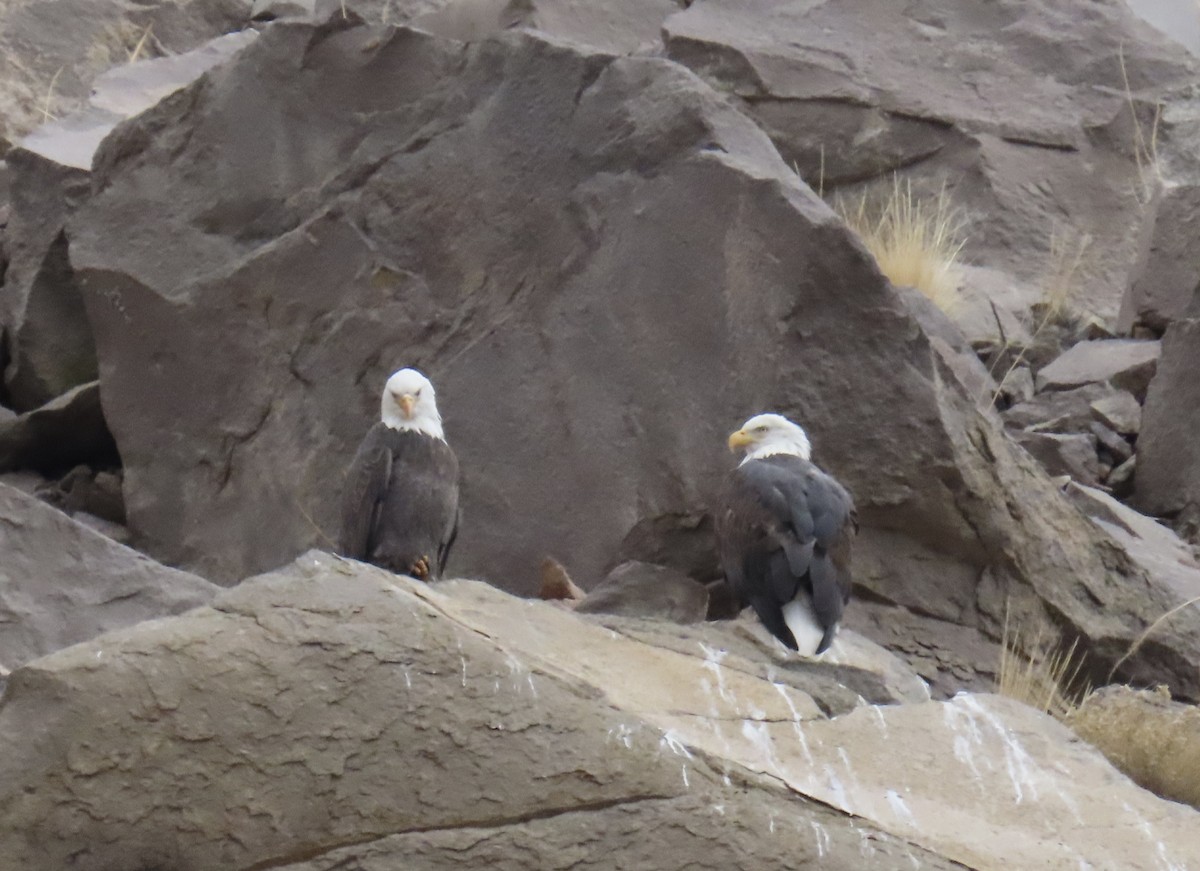 Bald Eagle - ML645736172