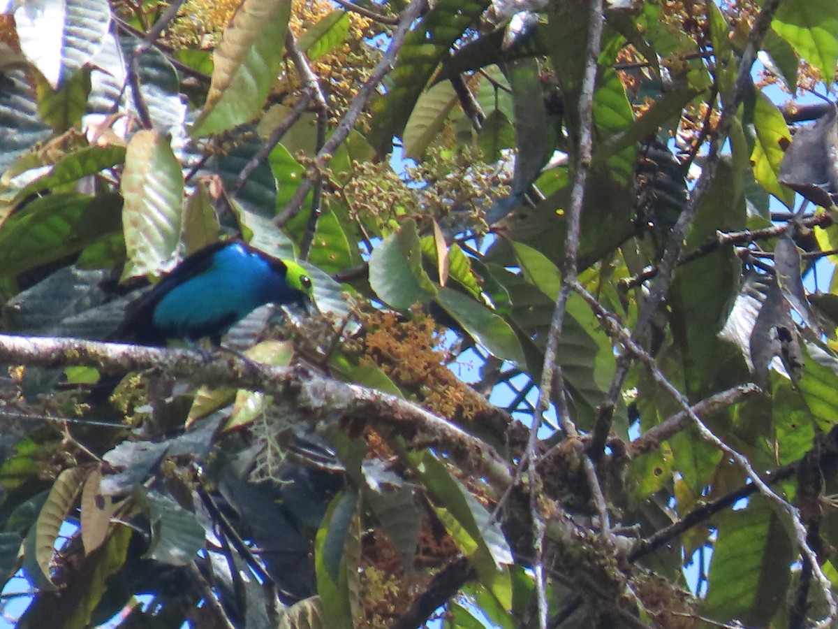 Siebenfarbentangare - ML645736179