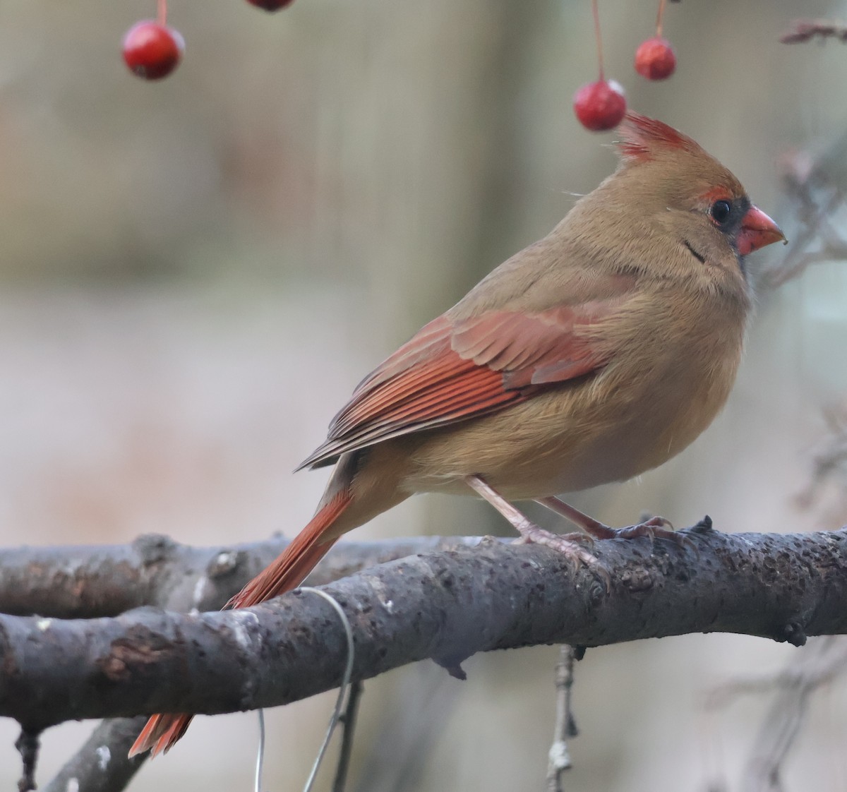 Northern Cardinal - ML645736181
