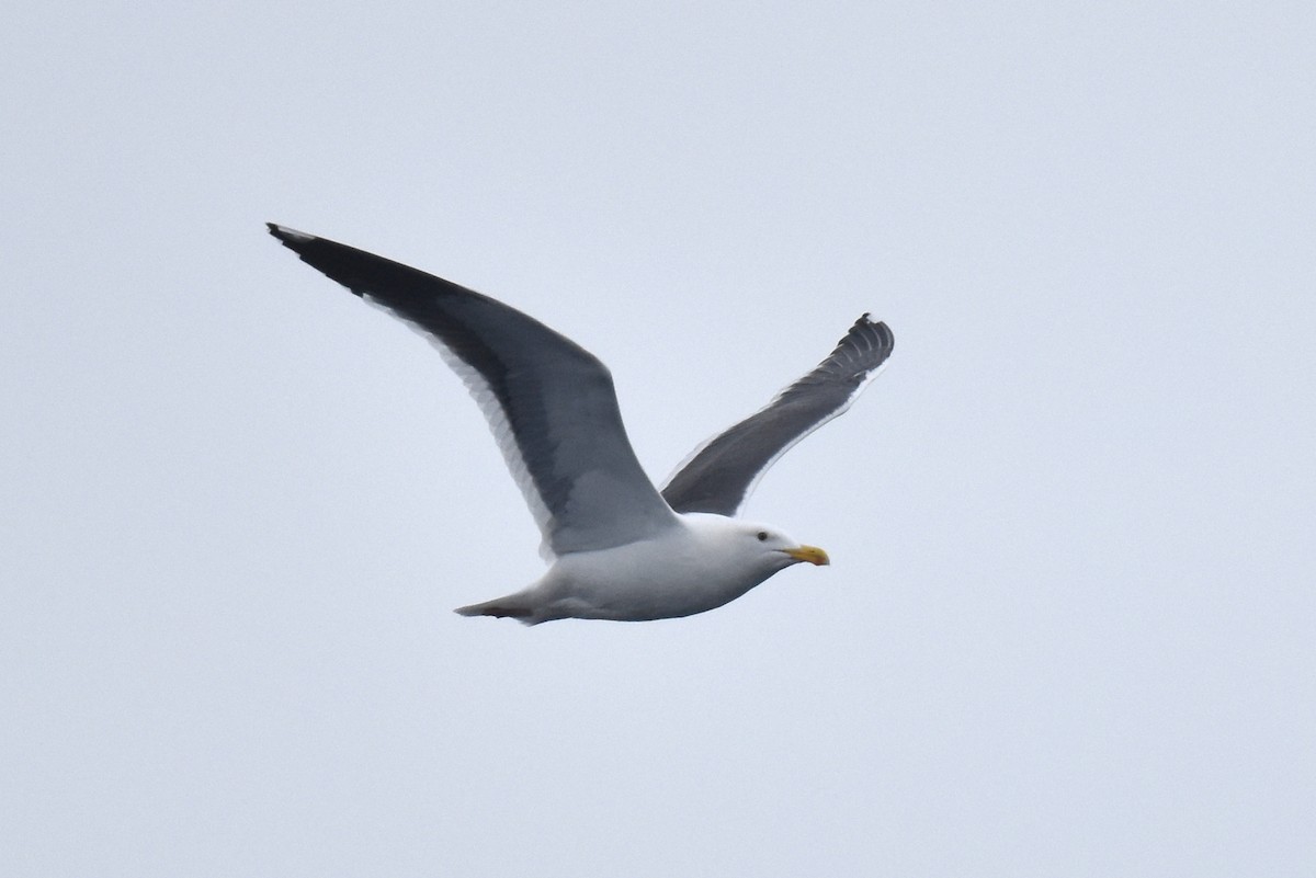 アメリカオオセグロカモメ - ML645736184