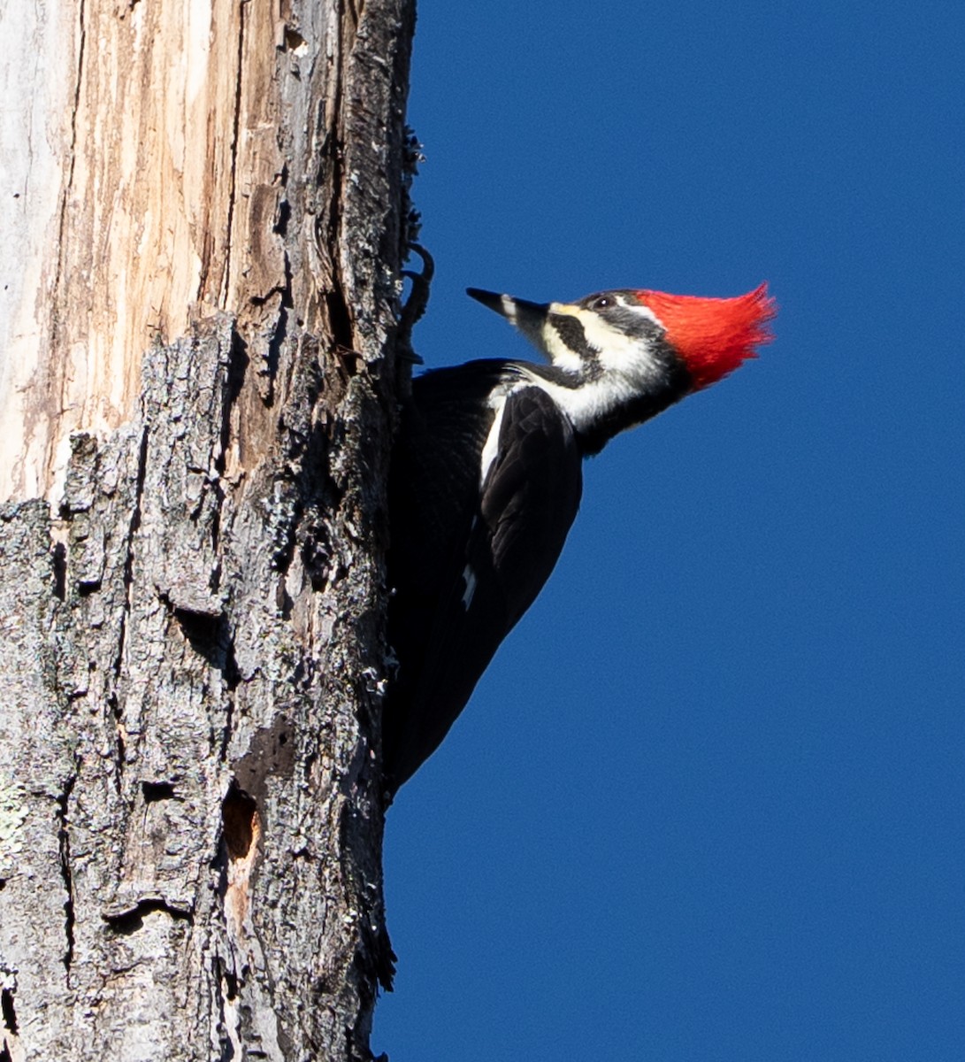 Pileated Woodpecker - ML645736199