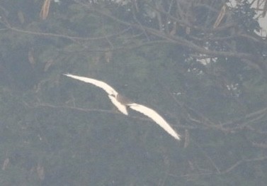 Indian Pond-Heron - ML645736201