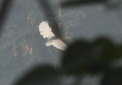 Indian Pond-Heron - ML645736202