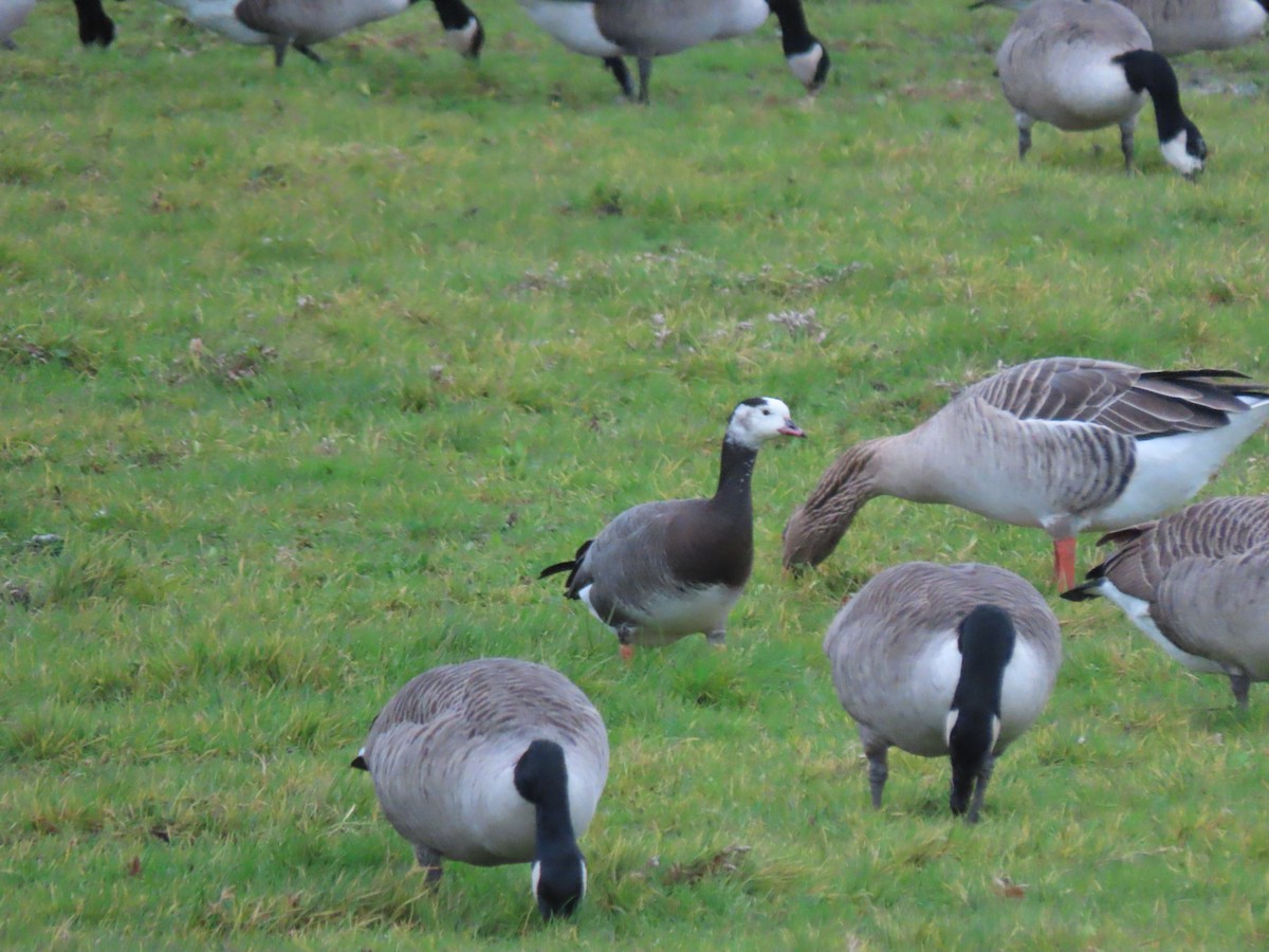 Greater White-fronted x Barnacle Goose (hybrid) - ML645736213