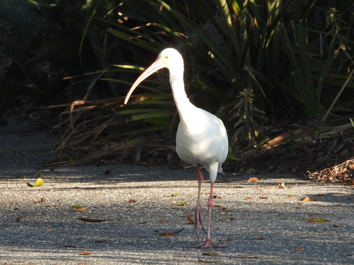 Corocoro Blanco - ML645736221