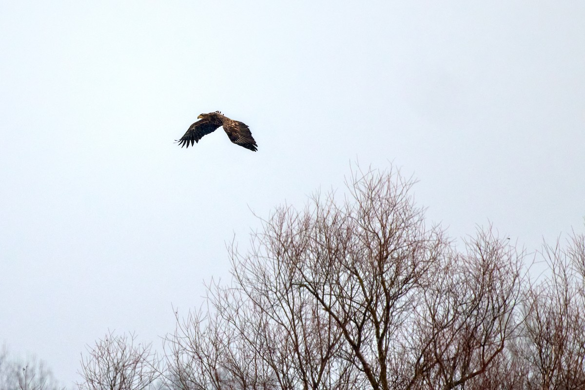White-tailed Eagle - ML645736236