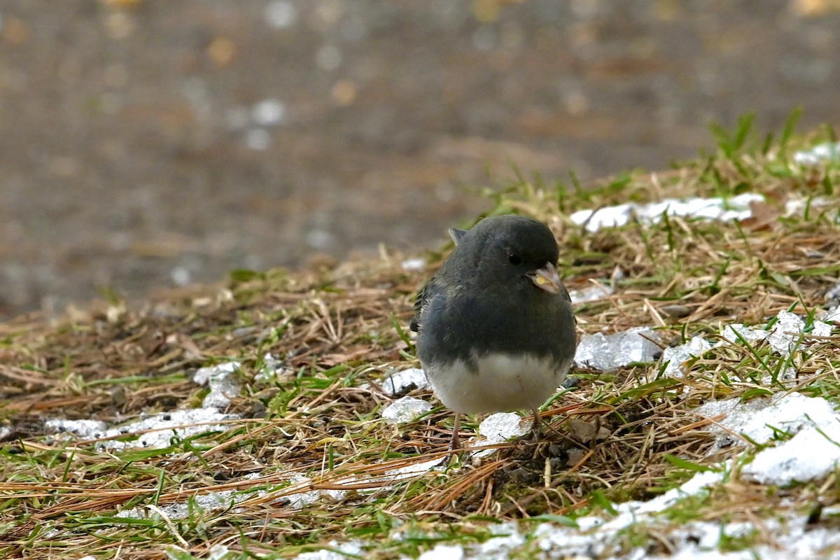 Dark-eyed Junco - ML645736240