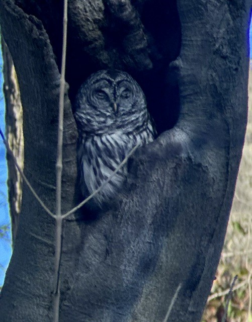 Barred Owl - ML645736242