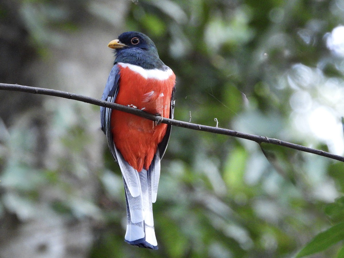 Coppery-tailed Trogon - ML645736251
