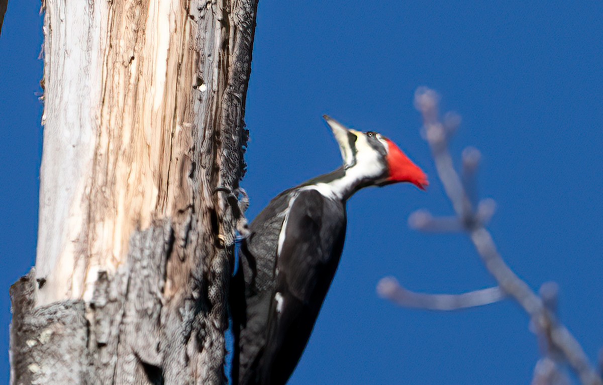 Pileated Woodpecker - ML645736252