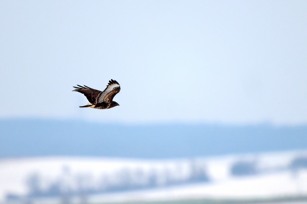 Common Buzzard - ML645736259