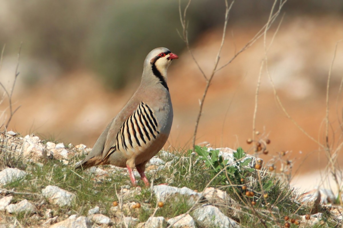 orebice čukar - ML645736263