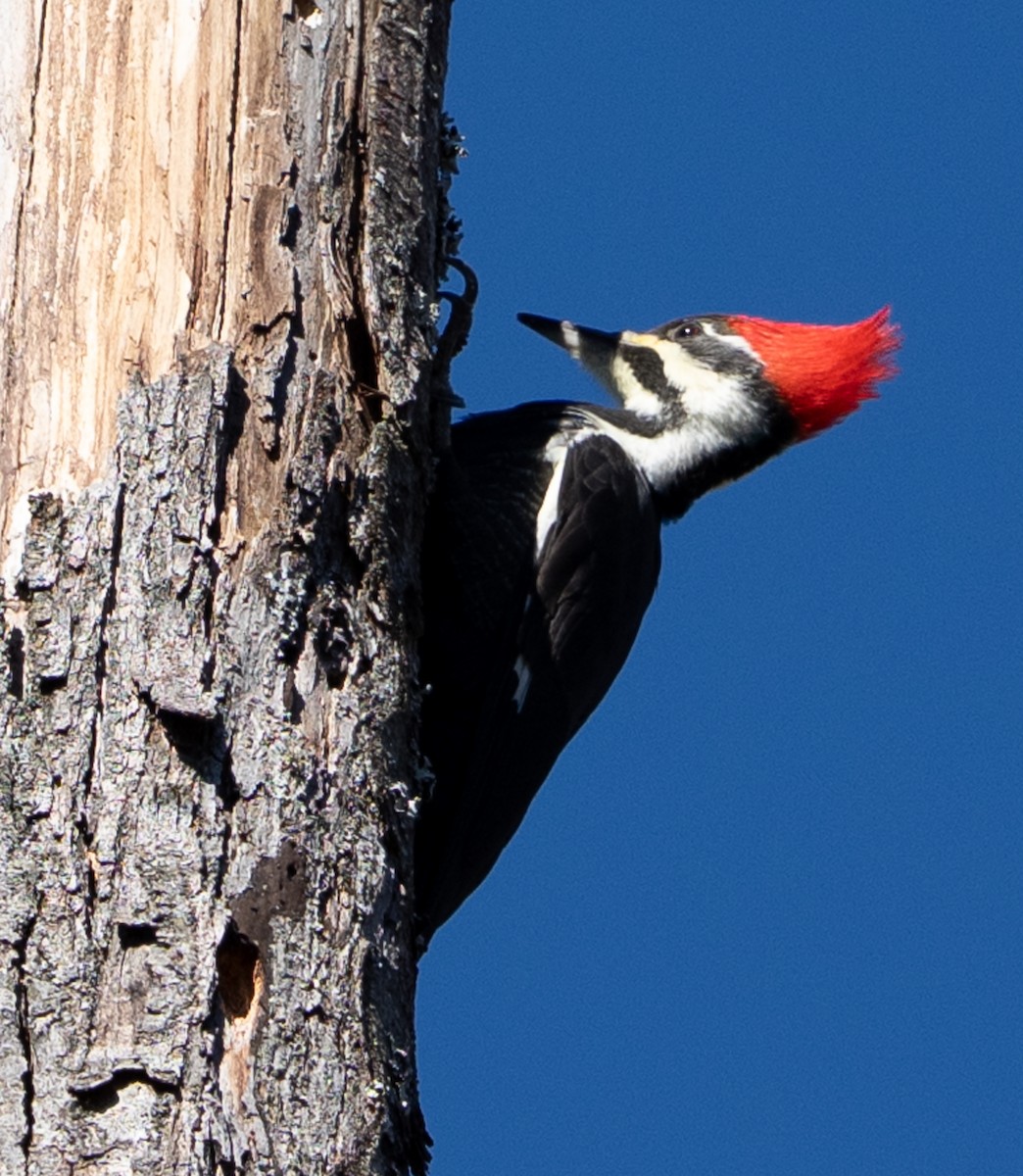 Pileated Woodpecker - ML645736265