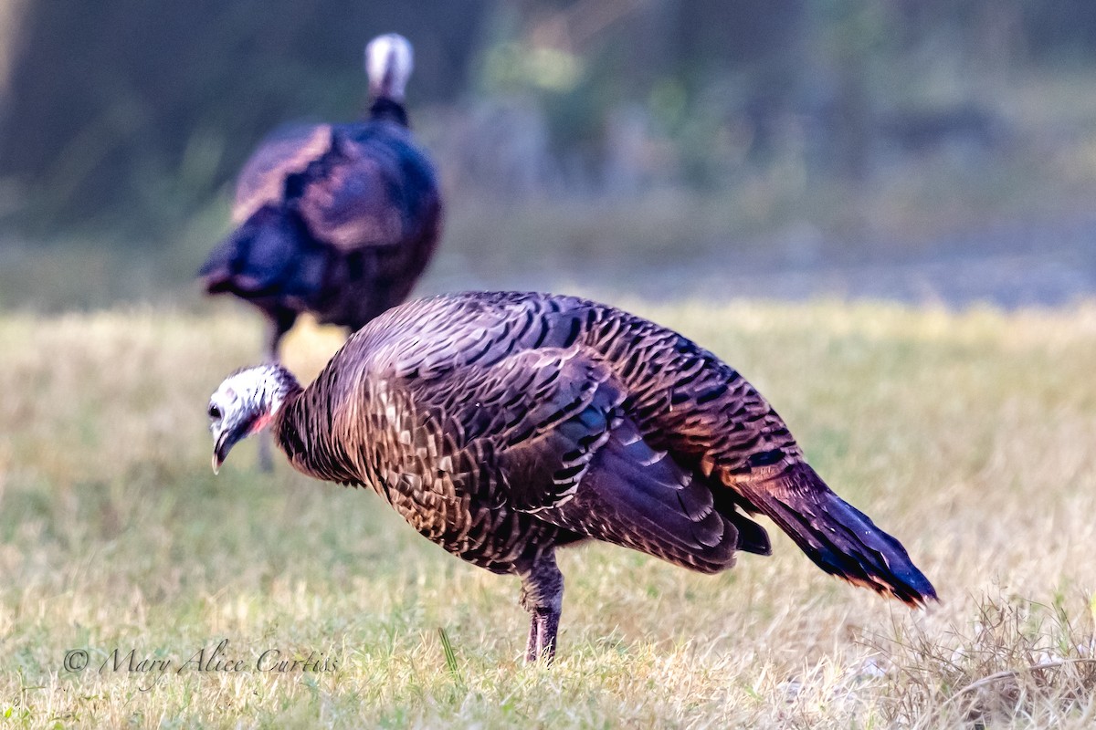 krocan divoký - ML645736266