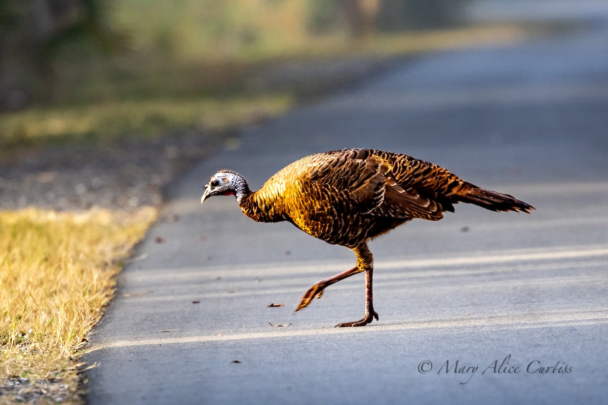 krocan divoký - ML645736267