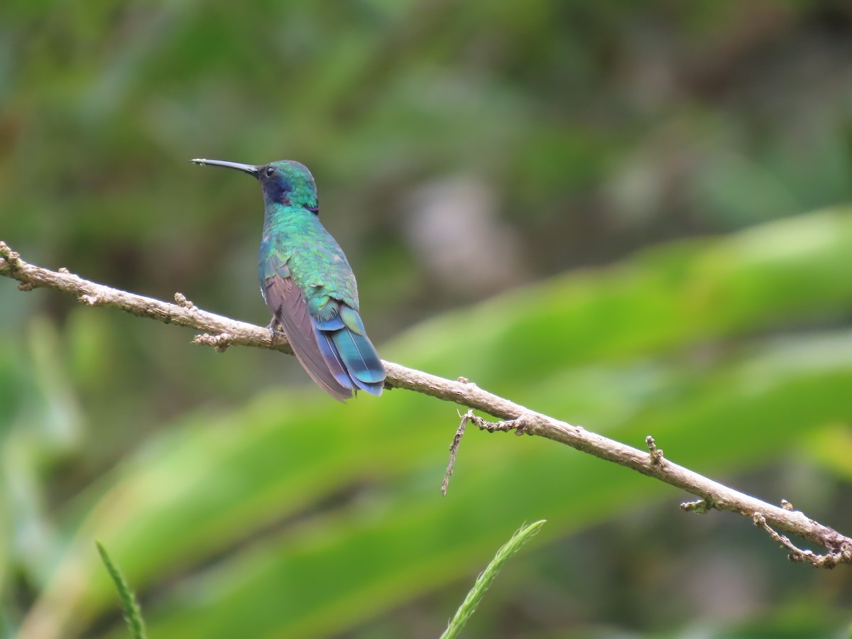 fiolørekolibri - ML645736272