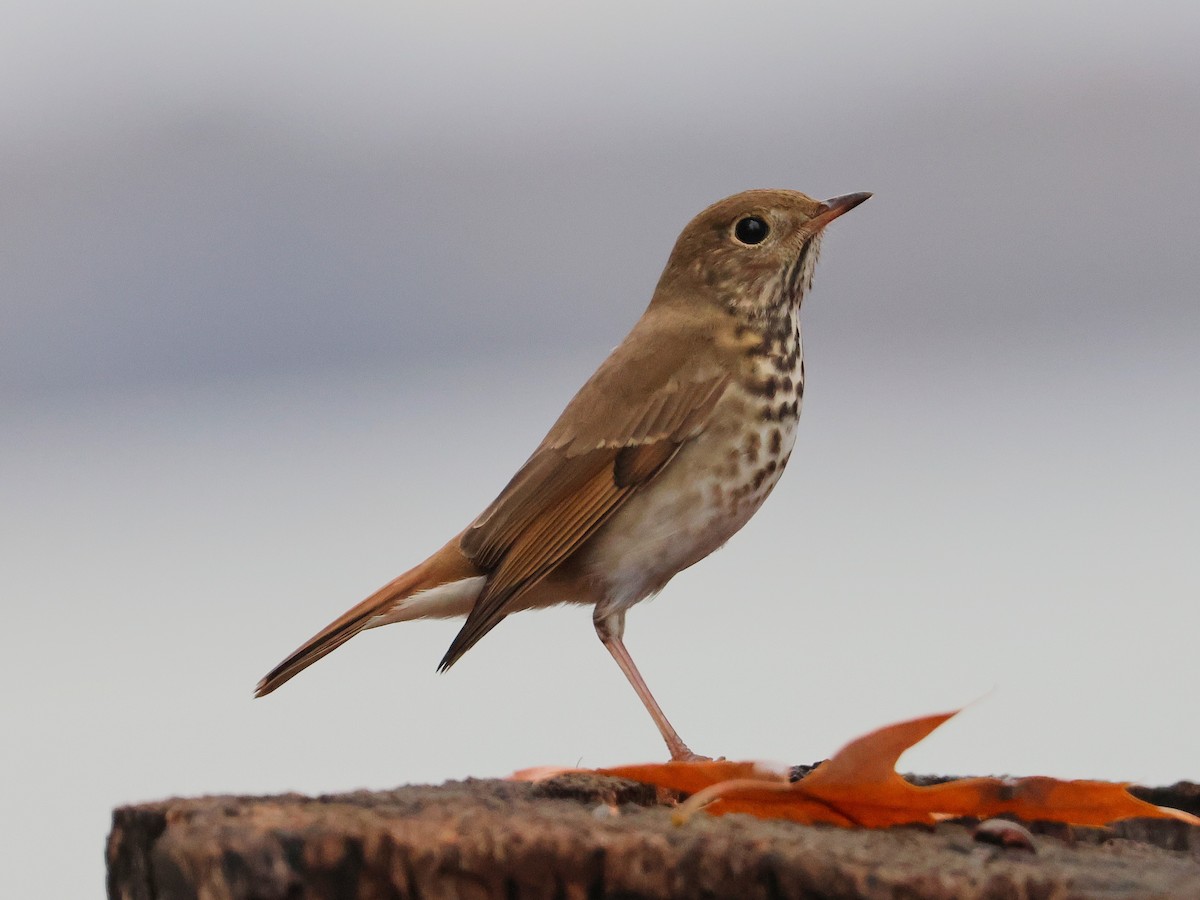 drozd rezavoocasý - ML645736275