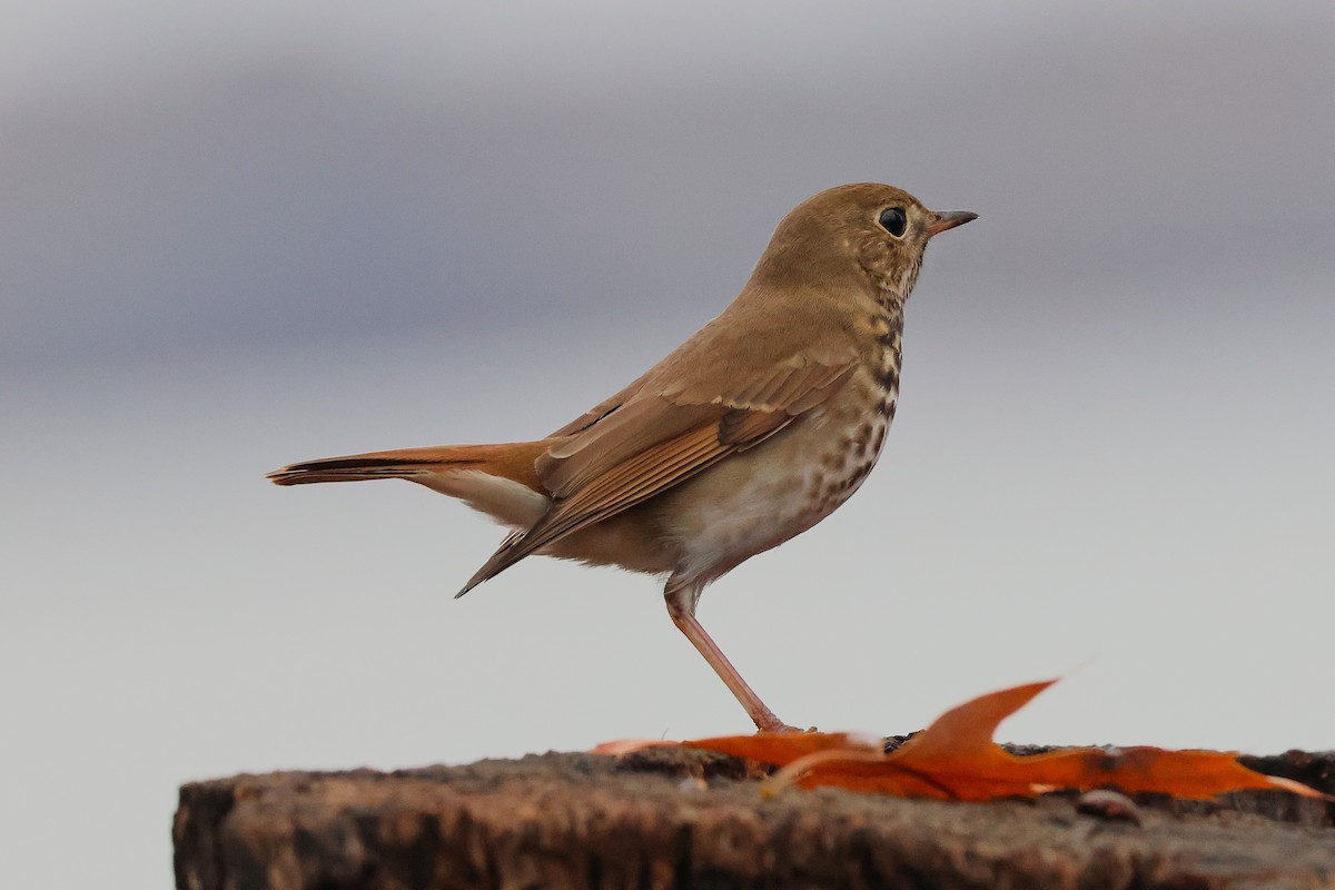 drozd rezavoocasý - ML645736276