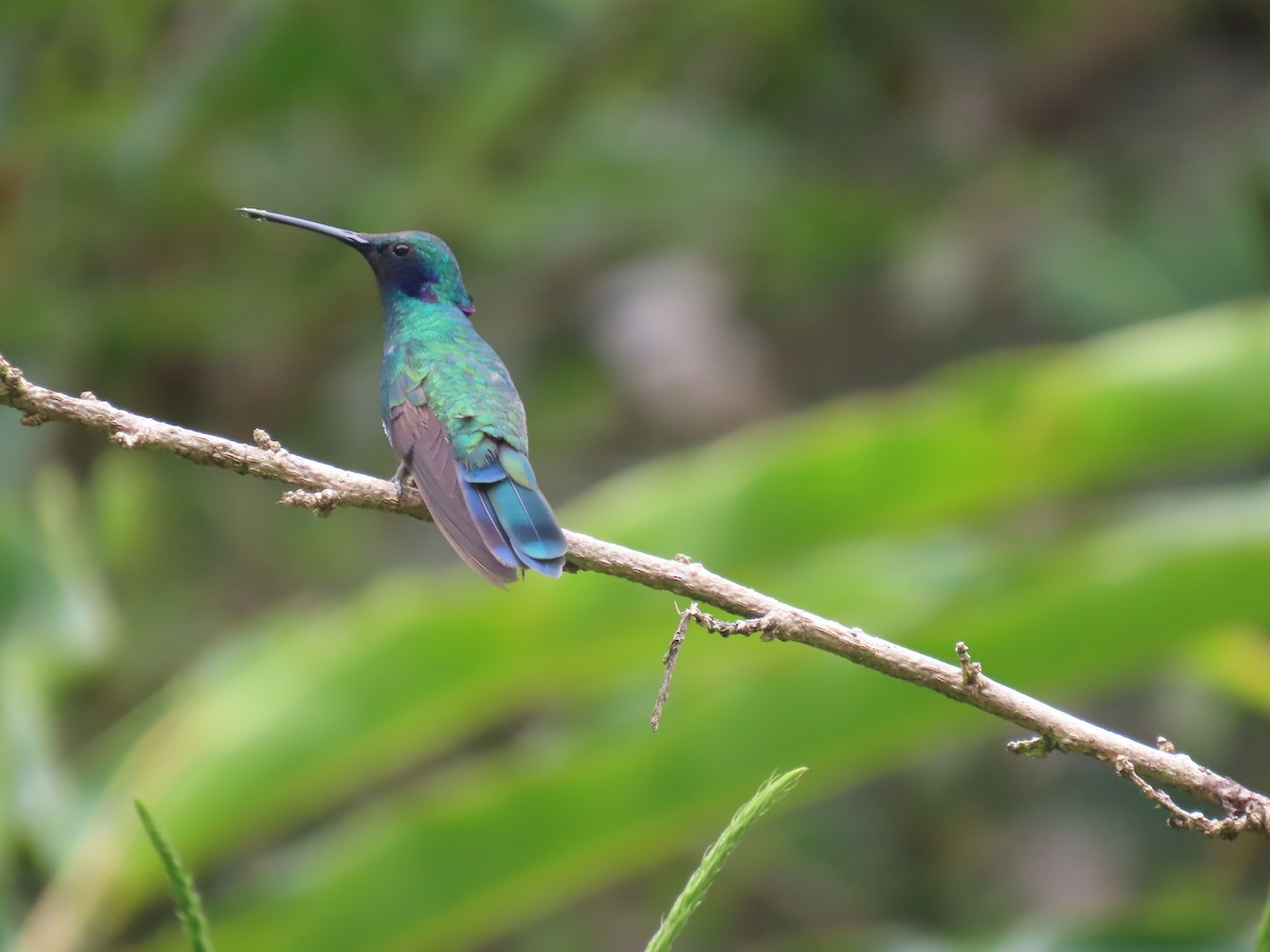 fiolørekolibri - ML645736279