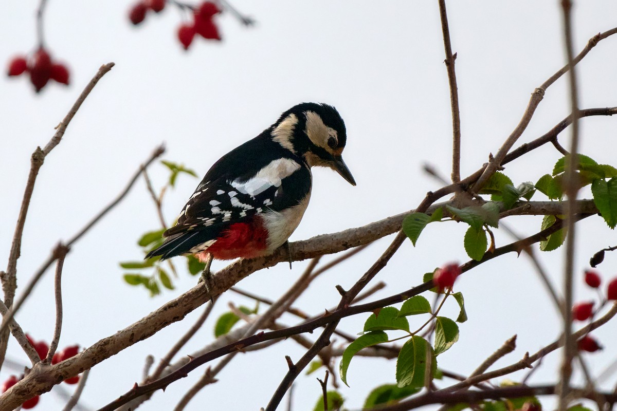 Great Spotted Woodpecker - ML645736280
