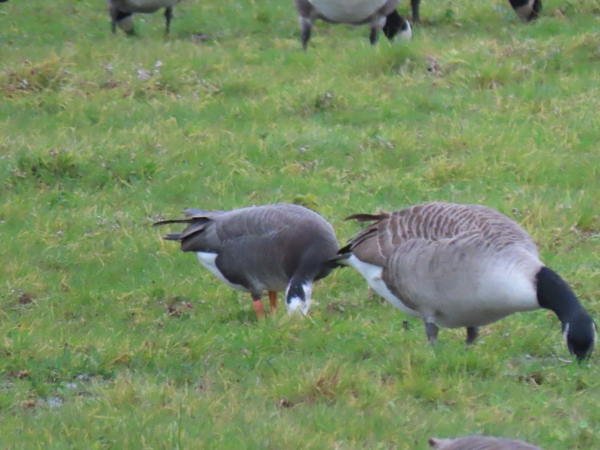 Greater White-fronted x Barnacle Goose (hybrid) - ML645736284