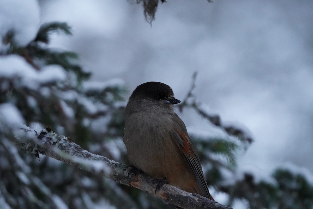Siberian Jay - ML645736292