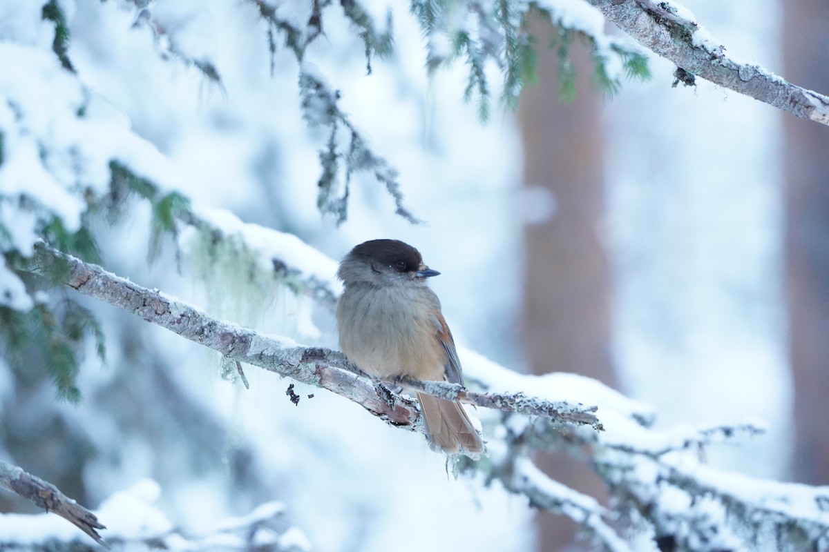 Siberian Jay - ML645736294