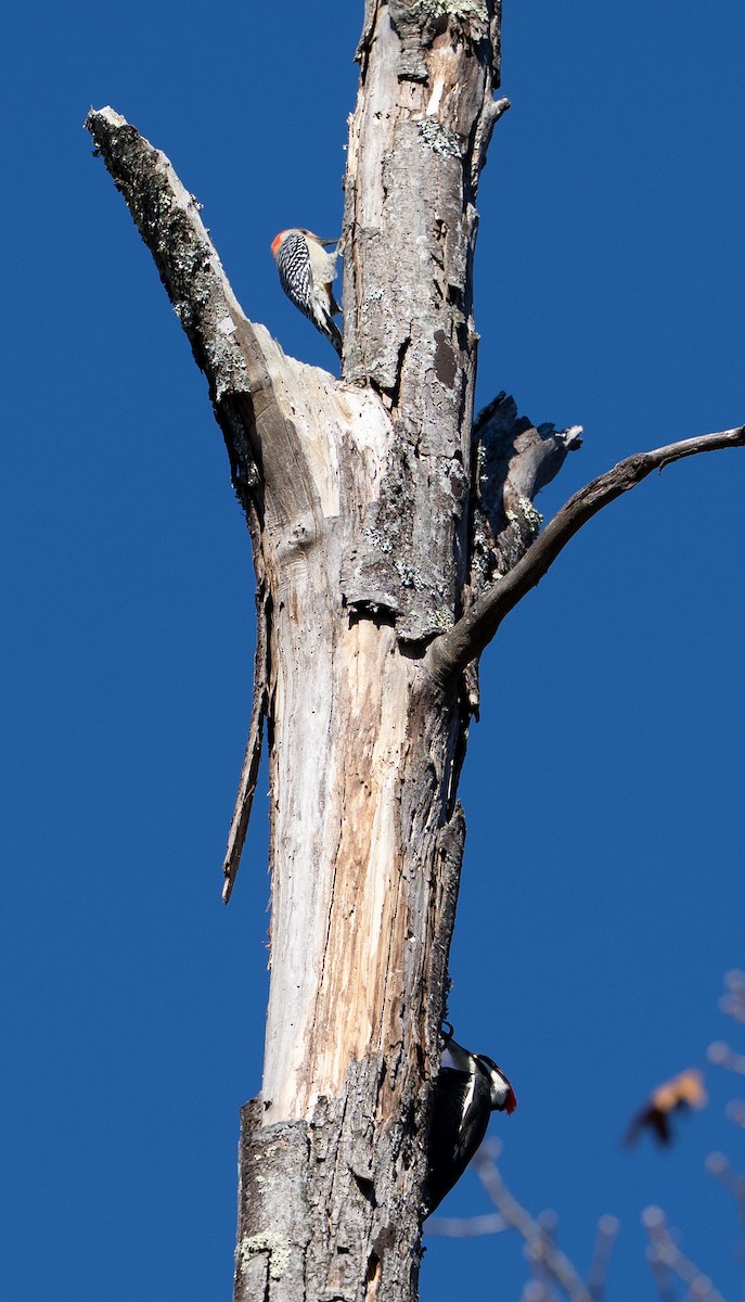 Red-bellied Woodpecker - ML645736295