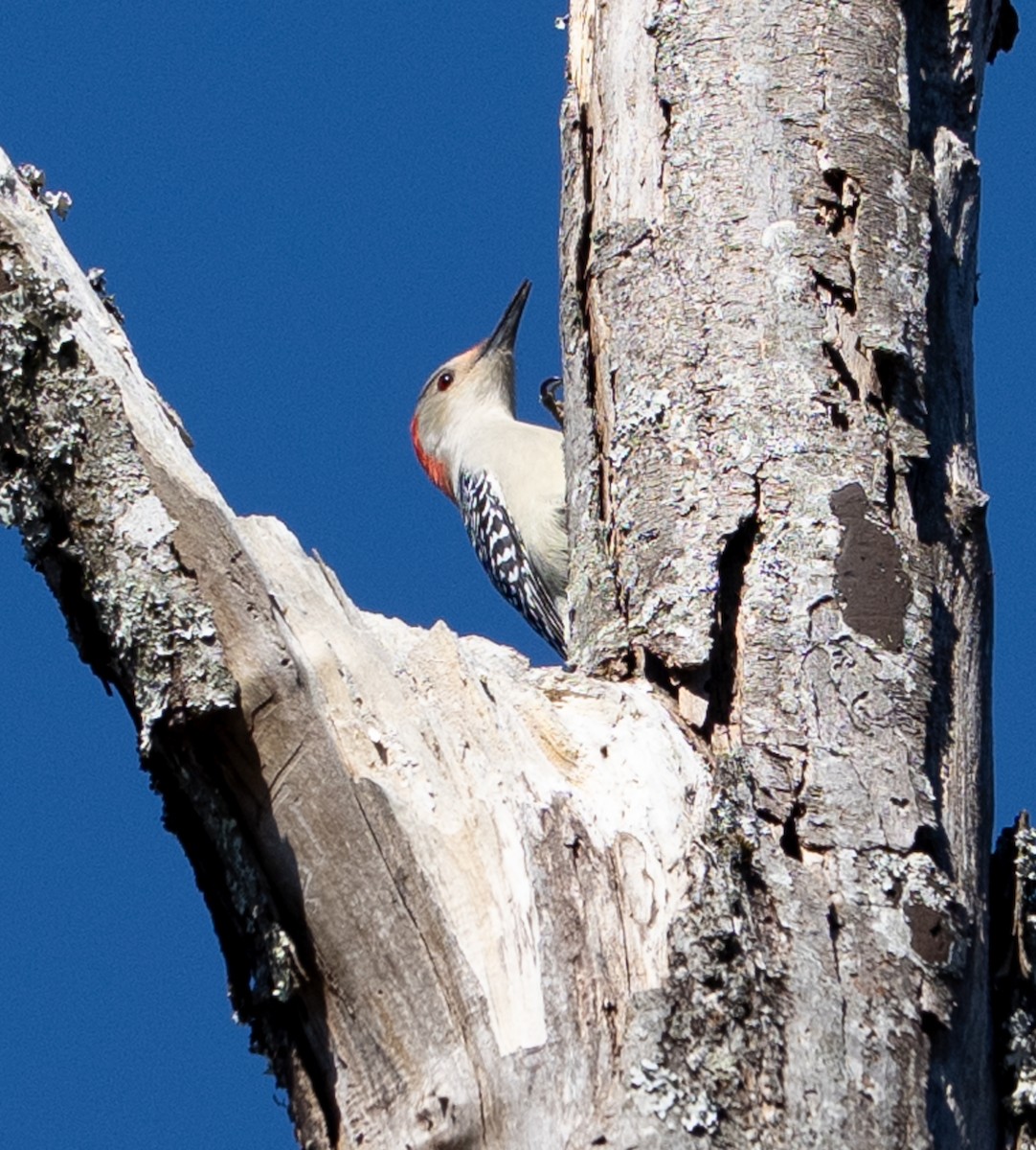 Red-bellied Woodpecker - ML645736296