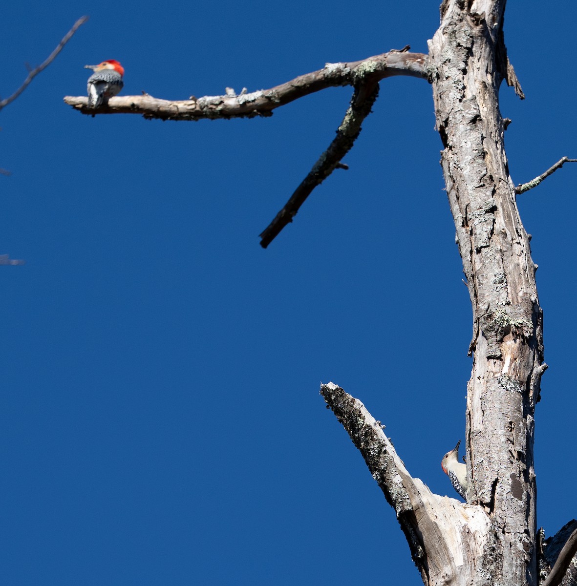 Red-bellied Woodpecker - ML645736298